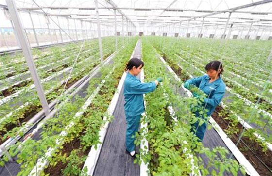 我國現(xiàn)代農業(yè)發(fā)展存在的問題有哪些?